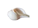 Spiritual Large Original Loud Blowing Shankh|Conch Blowing Shank- Shank for Pooja and Havan- Weight- 400g Approx., Size - L- 6 inches,Diameter-9.5 inches - Quality