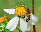 Bidens alba, Spanish Needle, 100 Seeds, Edible & attracts Butterflies and Honeybees