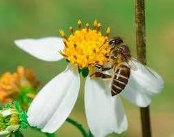 Bidens alba, Spanish Needle, 100 Seeds, Edible & attracts Butterflies and Honeybees