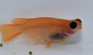 Amazon めだか 楊貴妃出目パンダダルマメダカ ダルマ ショート２ペア 若魚 成魚 沖縄ストア ノーブランド品 観賞魚 水中生物 通販