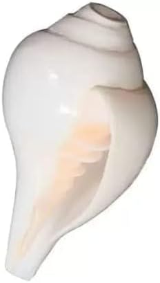Baynavarti Sacred Conch Shell, White Blowing Shankh, Natural Ceremonial Shell for Hindu Rituals 5 Inch