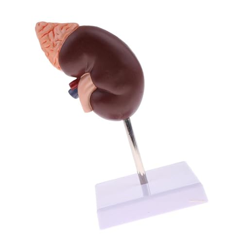 Image of Kidney Model Anatomy, Functional Zoning Kidney Anatomical Model Educational Unique Colors PVC for Teaching for Doctors