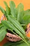 French Sorrel Leaves, Fresh Herbs, 3 Count of 1 lb Bags, Sharp Lemon Flavor with Sour, Rhubarb-Like Taste...