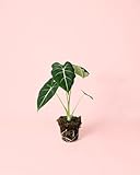 Pur Plant