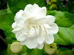 Live Jasmine Flower Plant/Mogra Plant (B09B3S3XZR) Amazon Price History, Amazon Price Tracker