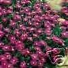 Delosperma cooperi PURPLE ICE PLANT Hardy Exotic SEEDS!