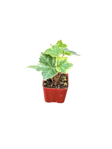Live Gold Child English Ivy Plant in 2 Inch Pot Indoor Houseplant