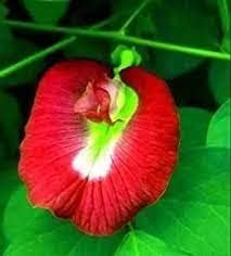 See full amazon price history chart for Aparajita seeds red colours, Highgermination (Pack of 28) Aparajita seeds red colours, Highgermination (Pack of 28) (B0CM262L5D) Amazon Price History, Amazon Price Tracker