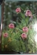 Wildflowers Gardening B004S3ZPL4 Book Cover