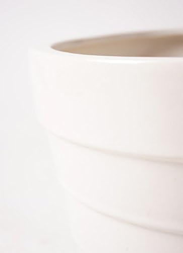 ケンチャヤシ8号 サバトリア白