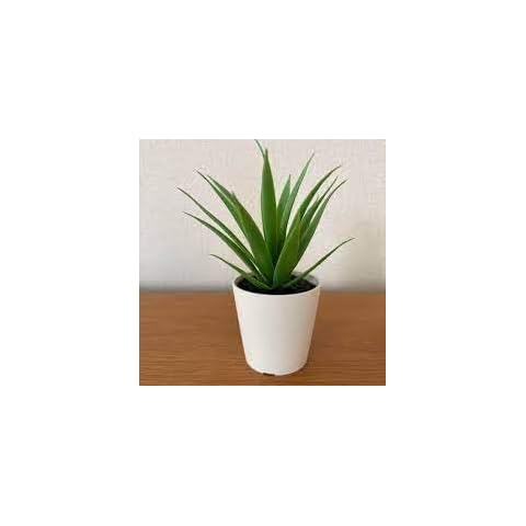 Ikea Fejka Mini Artificial Succulent Plants Set Cover