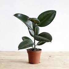 Chamunda Greens Rubber Plant Tree, Rubber Plant Ficus elastica (Small) - Plant Garden Live Plant Nursery Indoor Outdoor Living Plants