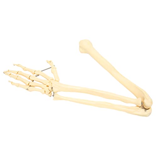 Image of Arm Bone Model, ANGGREK Professional Human Hand Arm Bone Model Upper Bone Model Anatomical Arm Model for Teaching Demonstration
