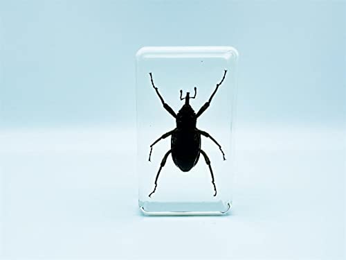 Image of Assorted Styles of Beetle and Insect Specimens, Clear Amber Resin Material Ideal for Kids' Science Education, Collecting, and Home Decoration 2.4″*1.4″*0.7″ (No.34)