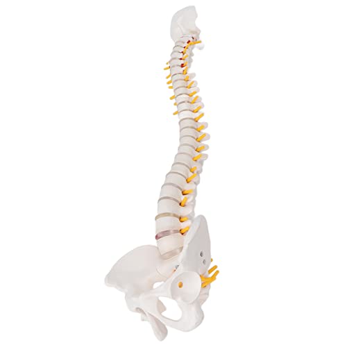Colonne vertébrale anatomique flexible 45 cm avec vertèbres de la queue