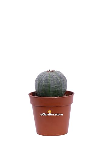 Pianta di Euphorbia Obesa Pianta del Baseball pianta grassa pianta da esterno pianta ornamentale di Euphorbia Obesa pianta di Euphorbia in vaso pianta succulenta pianta vera venduta da eGarden.store