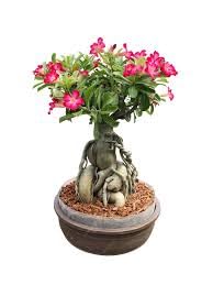 Bonsai tree live plant indoor,indoor live plant for Bonsai tree,Adenium bonsai plant (Pack of 2) (B0CQ59PSV6) Amazon Price History, Amazon Price Tracker