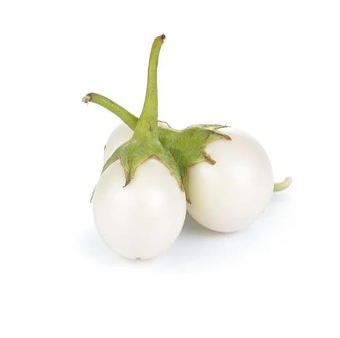 20+ White Round African Eggplant Seeds – Ca Phao Trang – Solanum Melongena – Organic, Heirloom, Easy Grow