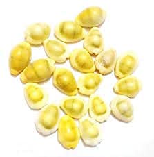 Radhna Traditional Indian Combo Pack of 21 Yellow Kodi Kaudi 21 Kamal Gatta Seed 21 Gomati Chakra for Laxmi Diwali Pooja Purpose