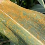 The Michigan Ag Today Podcast for 11/28/25 Podcast Por  arte de portada