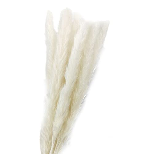 15 peças de pampas seca natural, conjunto de flores, buquê de casamento, decoração de casa, sala de
