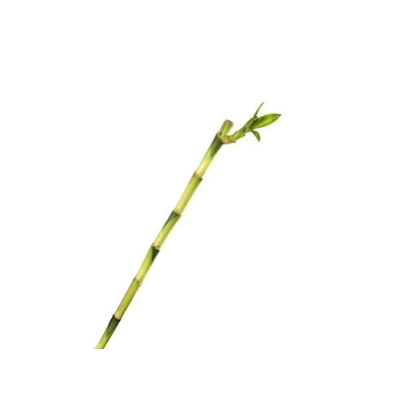 Verdecora Lucky Bamboo | Bambú de la suerte | Planta natural de interior (Recto 30cm)