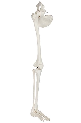Axis Scientific Human Leg Skeleton Bundle, Life-Size 36 Anatomical Model with All Leg Bones, Removable Hip Joint and Fully Articulated Foot, No Hassle 3 Year Warranty and Detailed Product Manual