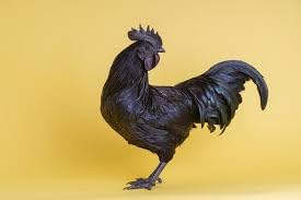 Ayam Cemani Black Chicken, 6 hatching eggs