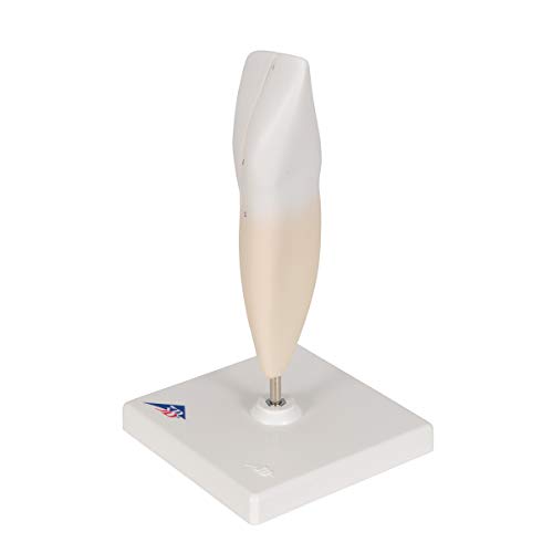 Image of 3B Scientific D10 /1 Lower Incisor 2-part - 3B Smart Anatomy