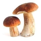 Generic Whole Mushrooms Porcini (Italy), Fresh, Frozen, 4lb
