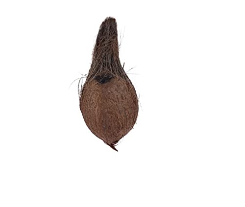 Ekakshi Nariyal / One Eye Coconut for Puja Use Rare for Prayer Offering and Havan