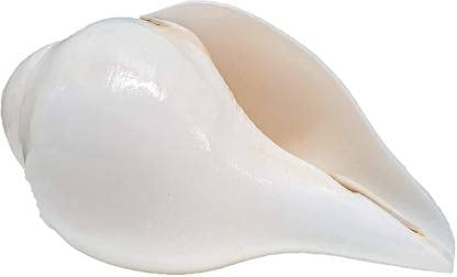 Original Lakshmi Sangu Conch Shell Shankh for Pooja Blowing Shankh (White) Medium size 12 CM length and 18CM Round