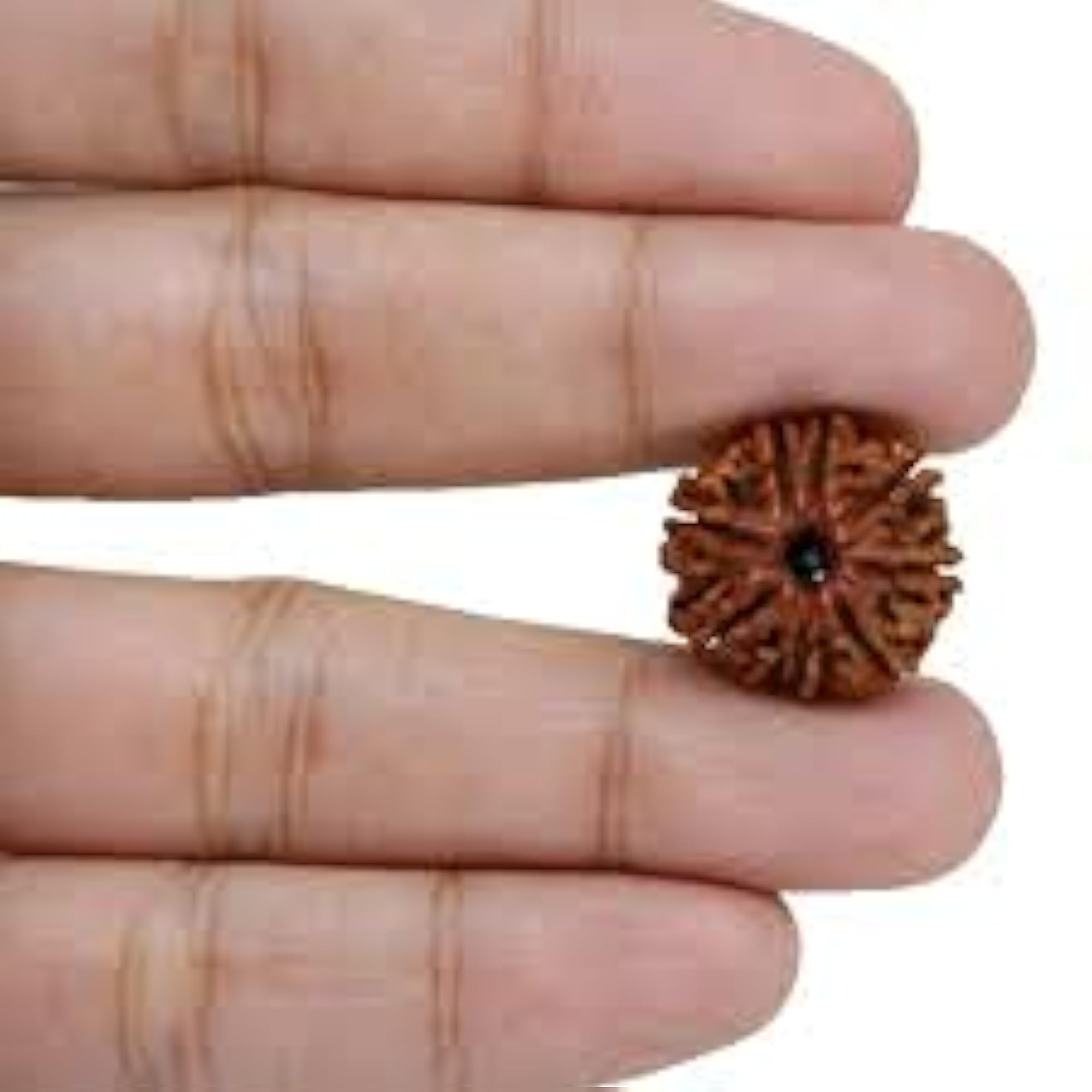 AAA+ 8 Mukhi Rudraksha Bead, High Rated Certified