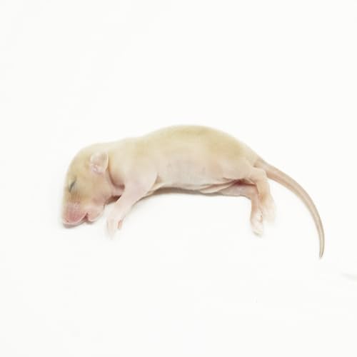 【国産】冷凍ラット ピンクラットL(15?20g)×10匹 爬虫類・猛禽類 餌 ヘビ ボールパイソン コーンスネーク 冷凍餌【yaneurat】