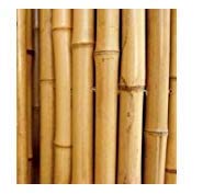 Canne di Bamboo per Sostegno Ortaggi e Altri Usa da 240 cm (15)
