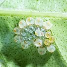 image for RAW Mighty 1 Quart - NPK Industries Brings You This Ready-to-Use Pyret