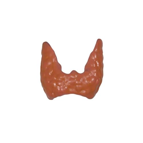 Modèle de thyroïde et réplique anatomique humaine pour cabinet médical
