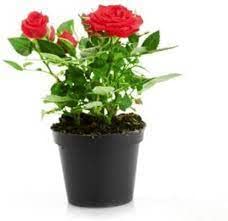PlantaZee Fresh Red Rose Flower Live Plant (Pack of 1) with Pot (B09G6YKLRF) Amazon Price History, Amazon Price Tracker