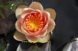 2 ZWERGSEEROSEN Sorte Pygmaea Chrysantha kupfergelb