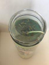 Miniatura 2 de 9 Hierbas del Indio