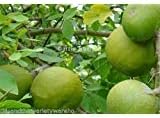 Aegle marmelos Bael Fruit Tree Seeds Fragrant Flowers Good Container Plant (20)