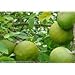 Aegle marmelos Bael Fruit Tree Seeds Fragrant Flowers Good Container Plant (20)