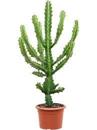 Pedpoudhe Lactea Cactus Live Rare Plant (B0CKXWZ5NM) Amazon Price History, Amazon Price Tracker
