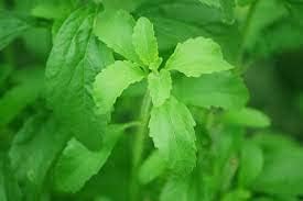 Stevia plant seeds organic (60 seeds)