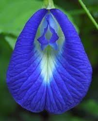 25 Clitoria ternatea Seeds, Butterfly Pea, Butter Fly Pea, Blue Pea Vine