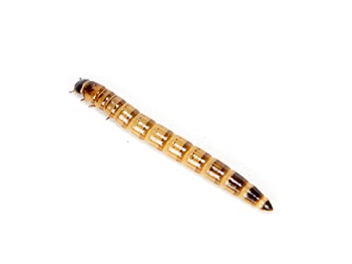 Josh's Frogs Superworms (200 Count)