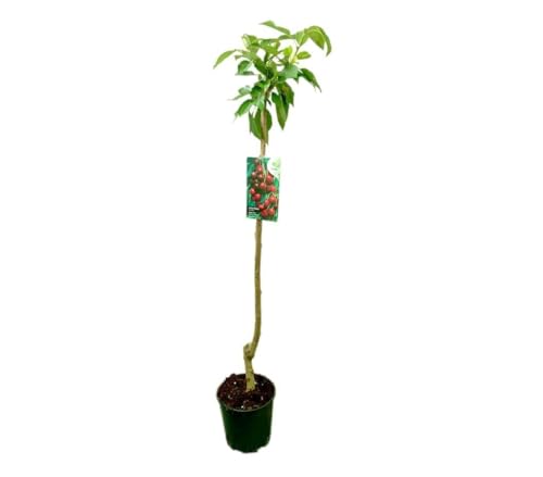 Garden Center Shop | Cerezo Burlat M25 | Árbol Frutal Natural de Cereza Temprana | Fruto Rojo Dulce y Jugoso | Planta Exterior para Huerto o Jardín