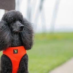 EcoBark Dog Harness Eco-Friendly Soft Padded Adjustable Comfort Mesh Harnesses Non-Pull Breathable Strong and Easy Control for Puppy XS Small Medium Large XL Dog Breeds (Medium Orange)