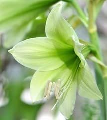 Eye Catching Flowers, Green Dragon Amaryllis Bulb