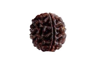 Cuonna Gems GalleryPure One Face Rudraksha Original Round Shape Japa Geniune Bead Rudraksh Beautiful Brown Colour Ak Mukhi Goldana Rudraaksh Certified By Lab एक मुखी रुद्राक्ष ओरिजिनल नेपाल गोल दाना